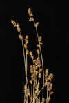 Ddioecious sedge